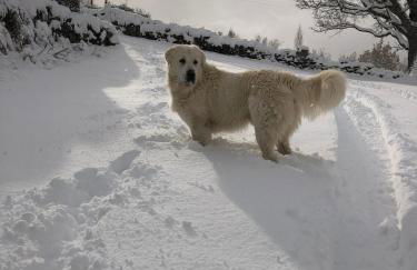 Acogedor apartamento a las puertas de Ordesa - Foto 2