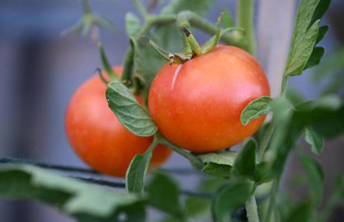 Boutique Bio Agriturismo Casale San Cristoforo - Photo 24