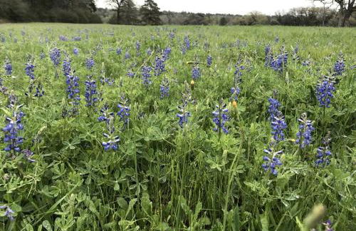 Romantic Cottage Rental on a Beautiful Farm in the Countryside near Austin, Texas - Photo 22