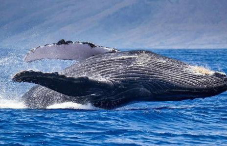 Oceanfront Remodeled-30 Feet to Ocean-Central AC-Highly Sought After - Foto 45