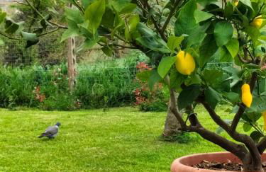 L'oca Nera - Foto 57