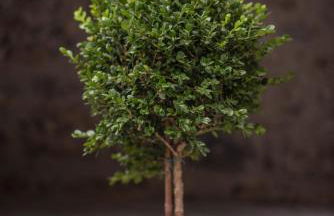 Mythic Valley - Foto 82