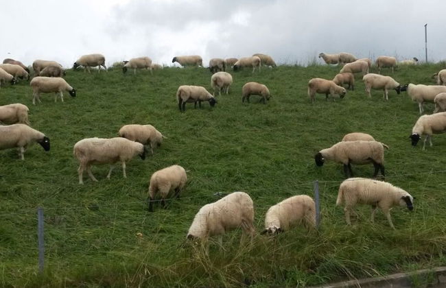 Tina Comfortable Holiday Residence - Foto 7