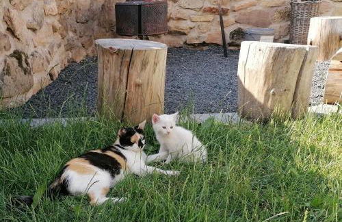 Ferienhaus Putzke - Foto 39