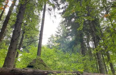 Ferienhaus Waldblick - Photo 59