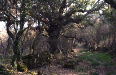 Villa Rominha Alvaiázere - Casa do Rancho - Foto 11