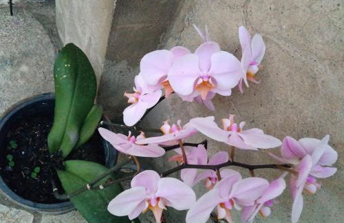 Ca Bienvenida - Foto 14