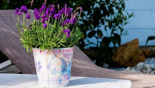 Casa Olina - Photo 5, Garden, Other