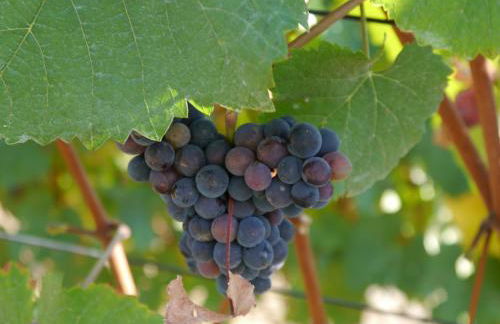 Rhein - Mosel Quartier 4 - Foto 39