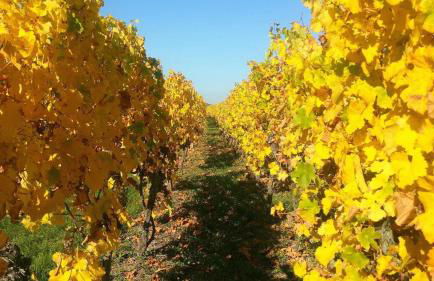 Fleur de Vigne - Foto 41