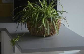 Cantinho do Pópulo - Photo 23