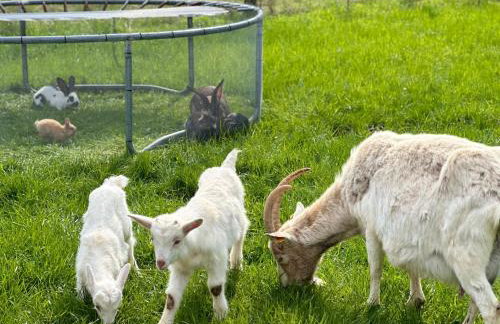 Wypoczynek na Mazurach U Sebka - Foto 9