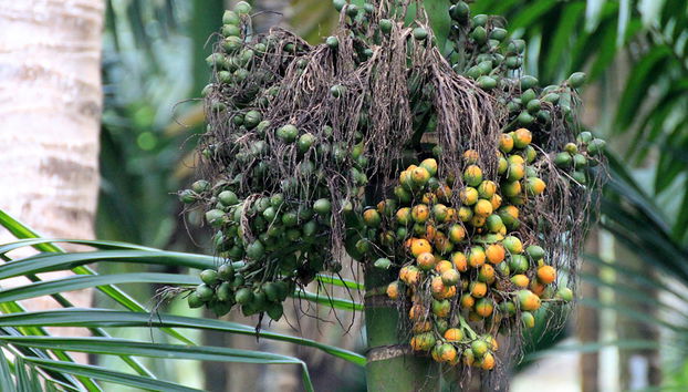 Sahakari Spice Farm - Private Tour - Photo 4