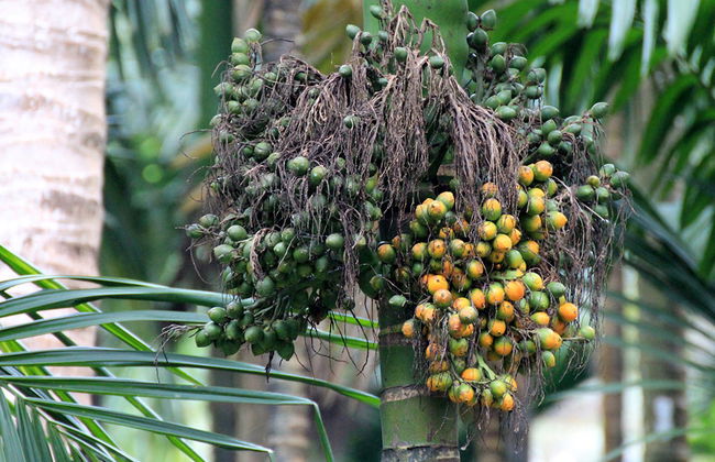 Sahakari Spice Farm - Private Tour - Photo 4