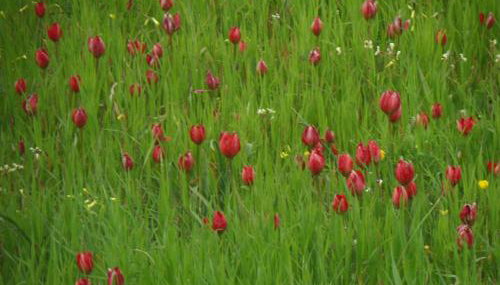 Tulip House - Foto 2