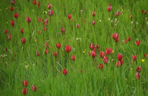 Tulip House - Foto 2