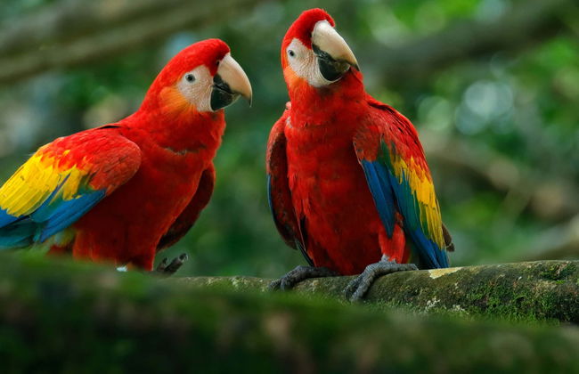 Excursión a Agroflori y Villa Albina - Foto 1