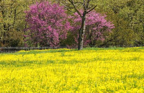 Livadaki Village - Δασικό Χωριό Λιβαδάκι - Foto 76