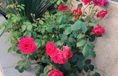 Luxury HappyHouse - Foto 10