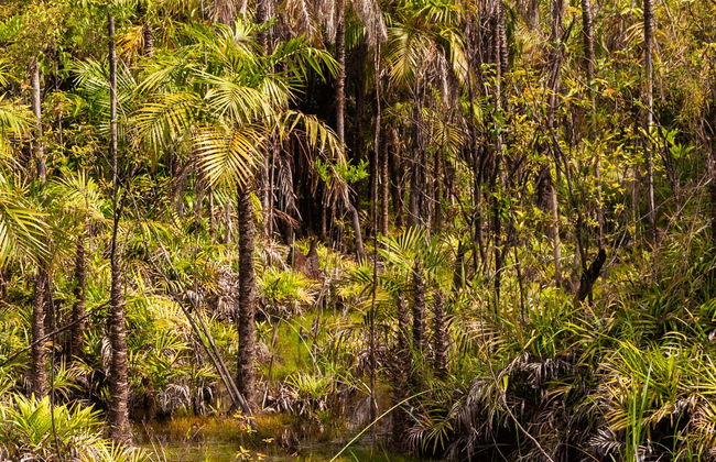 Tour por el Bosque Nacional de Tapajós - Foto 1