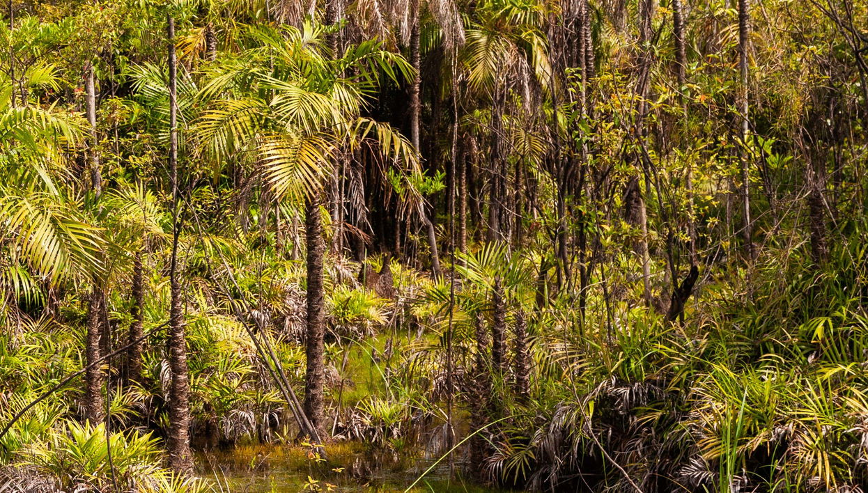 Tour por el Bosque Nacional de Tapajós