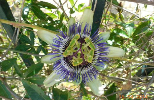 Iris Apartments - Foto 45