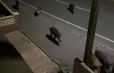 Wild Boar Cabin - Foto 18