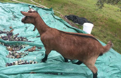 Motovun Bellevue - amazing view, comfortable - Foto 39