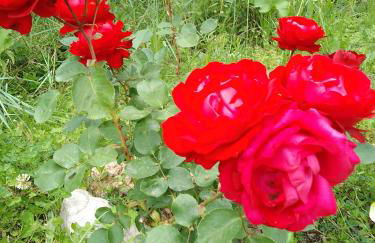 Les Gites du Mont Ventoux - Foto 69