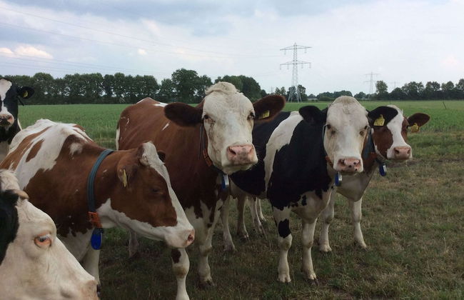 Cozy Holiday Home in Volkel With Sauna - Photo 22