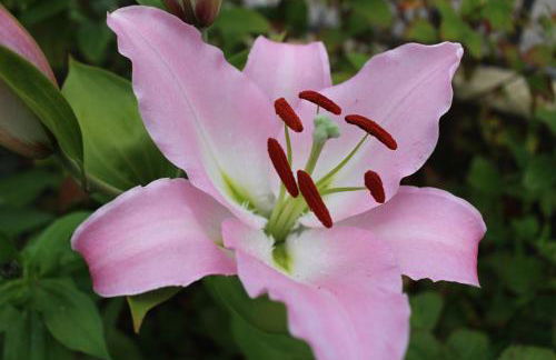 Casa do Regueirinho - Foto 10