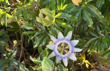 El Coronel - Foto 18