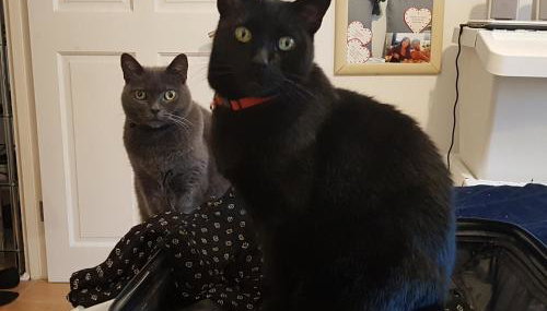 Villa Muse Holiday oasi sul mare di CapoMulini, Acireale - Sicilia, Italy Locazione Turistica - Foto 3