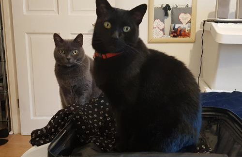 Villa Muse Holiday oasi sul mare di CapoMulini, Acireale - Sicilia, Italy Locazione Turistica - Photo 3