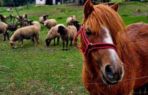 Agroturystyka Stara Huta - Foto 14