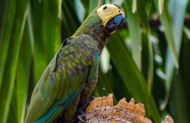 Birdwatching in Villavicencio - Photo 1