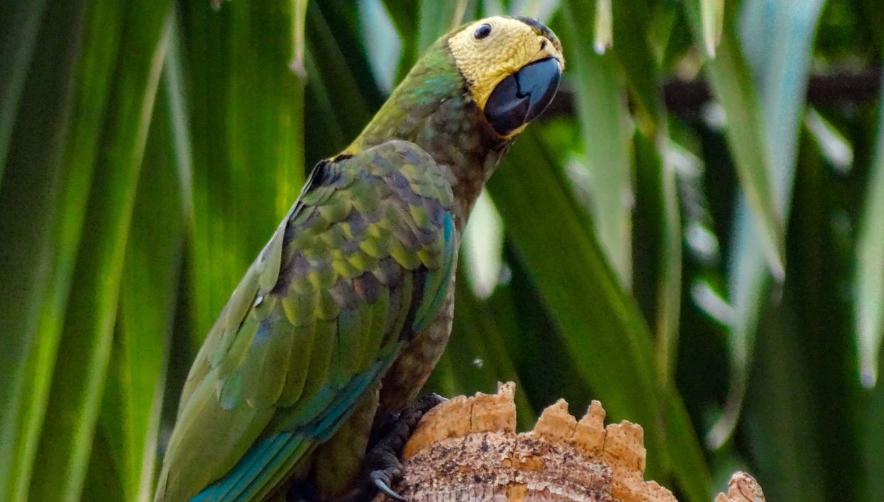 Birdwatching in Villavicencio