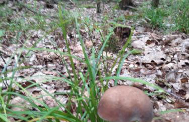 Dom na Kresach Grzybowszczyzna - Photo 52