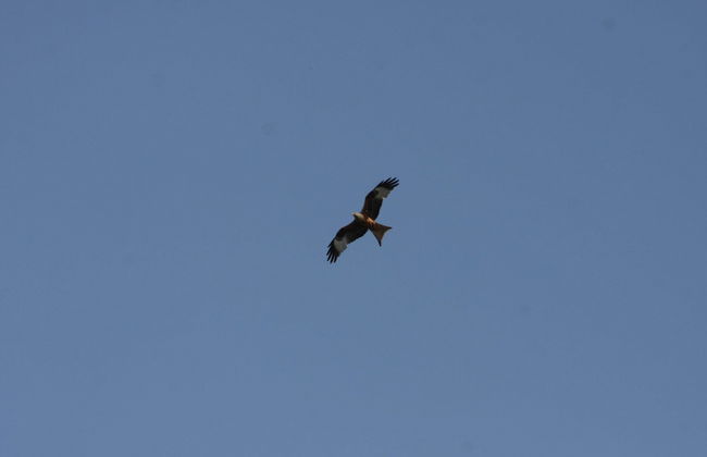 Reihenhaus Rotkehlchen in Lohmen - Foto 22