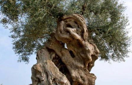 Stella Bianca - Foto 42