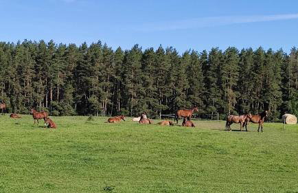 Stajnia Lisewo - Foto 39