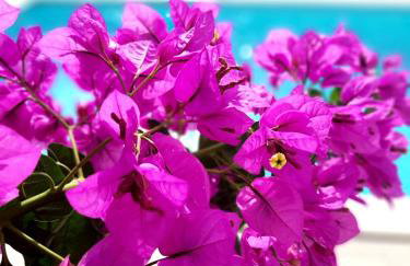 Holiday Home Villa Emma - Photo 3