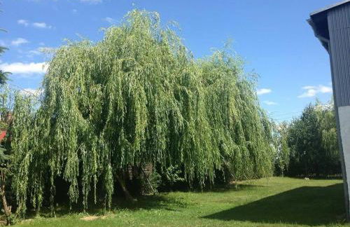 Ferienwohnung Mohnblume - Photo 6