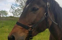 Luxury Villa Četiri Hrasta - Foto 79