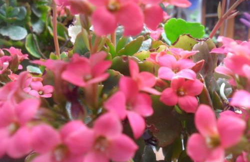 El patio azul Bohemio Mágico - Foto 47