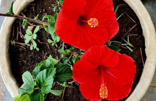 Casa do Maracuja - Foto 60