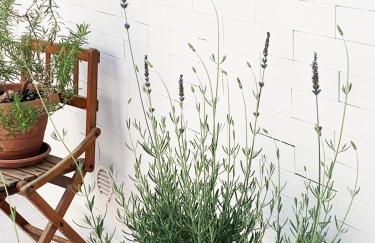 Tap Apartments - in Independent House with Private Garden - Photo 38