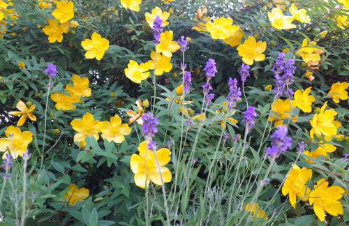 Domaine de l'Ermitage - Foto 46