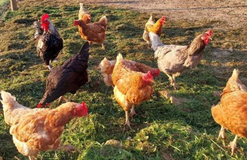 Gschwandnerhof - Foto 24