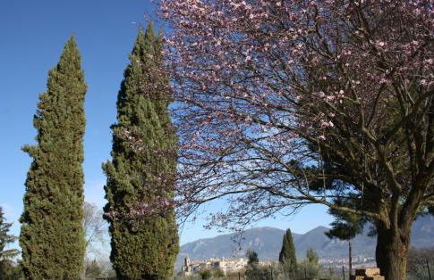 Le Storie di Bambu - Foto 12